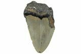 Bargain, Fossil Megalodon Tooth - Serrated Blade #295427-1